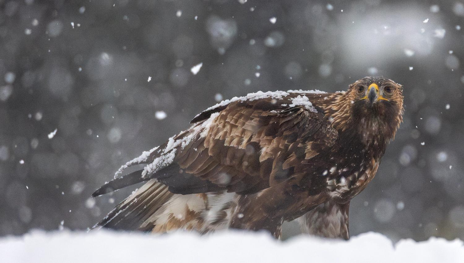 Vandrende kongeørn med snø på ryggen
