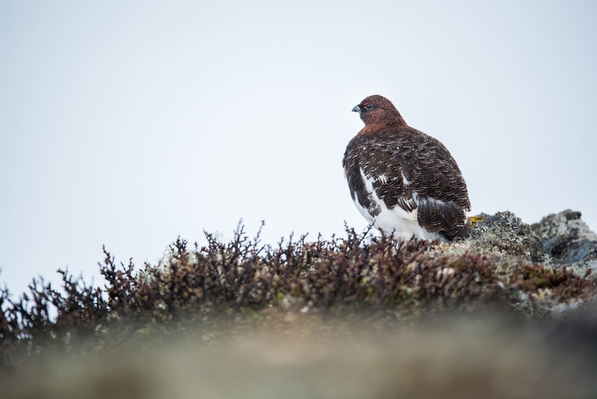 Bird watching with guide