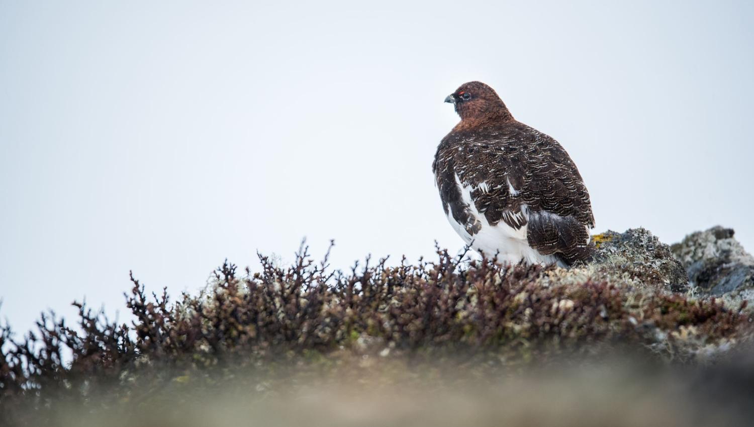Bird watching with guide