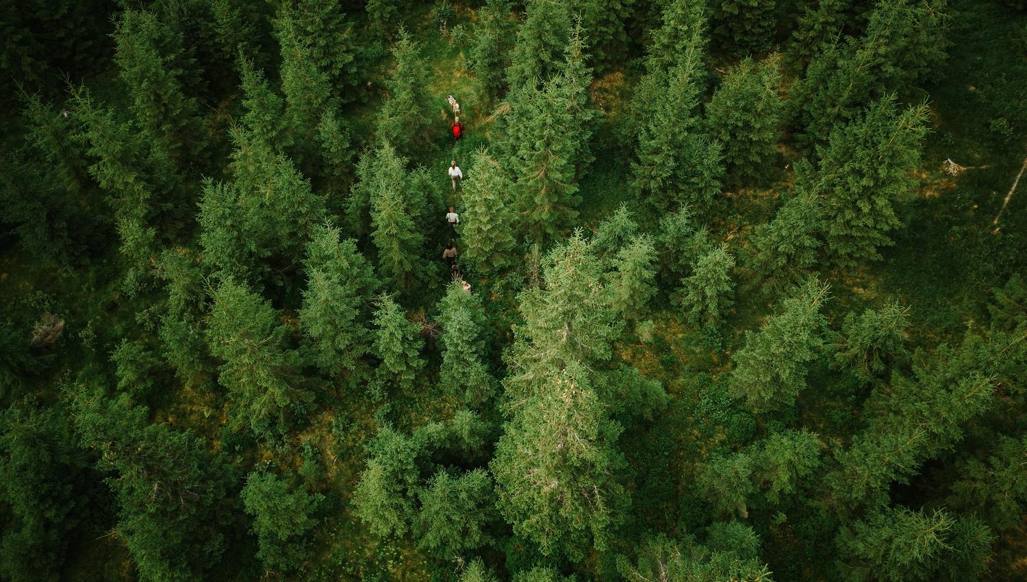 Dronebilde av elgsafari til fots med guide og hund