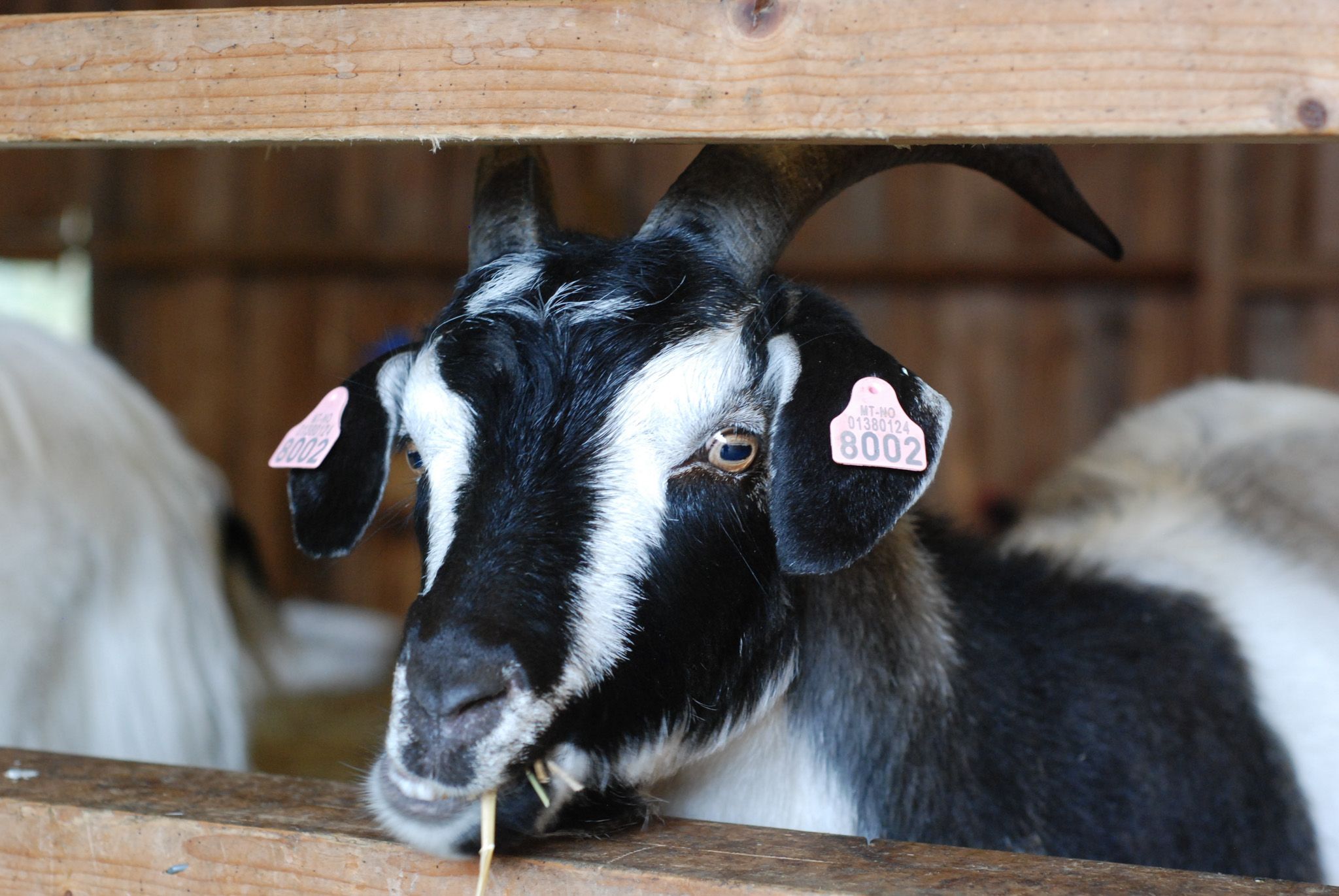A black and white goat