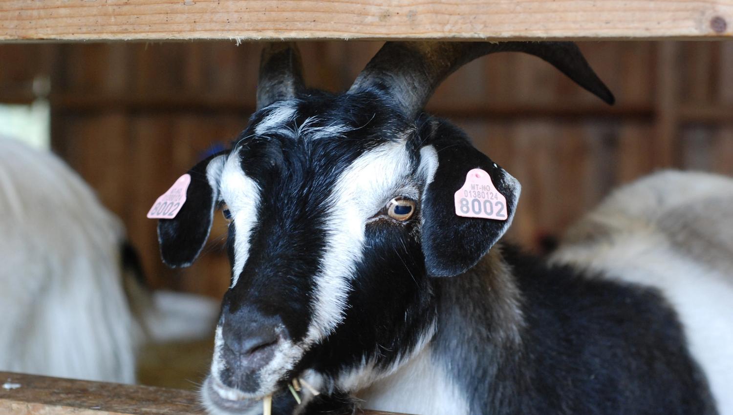A black and white goat