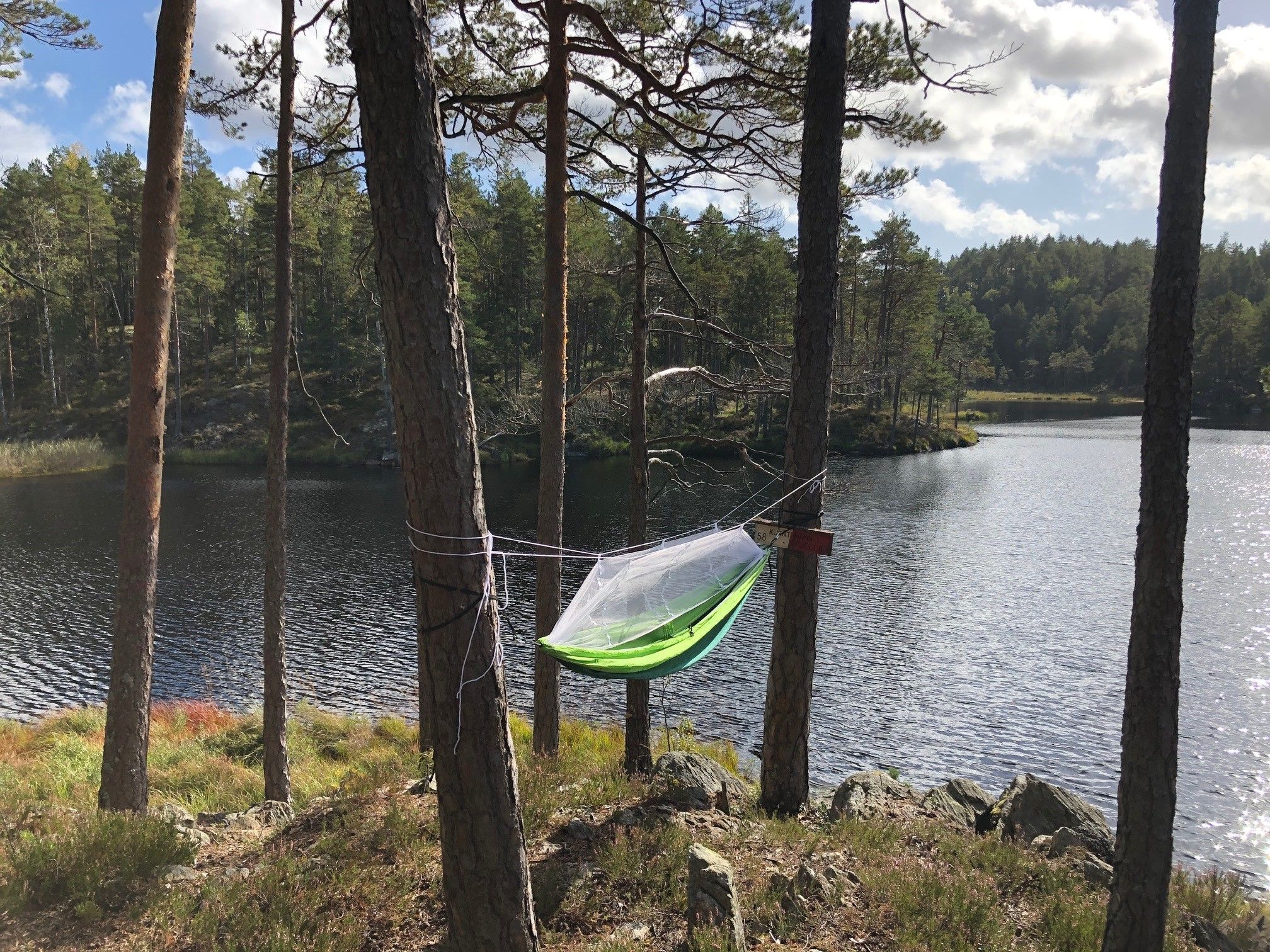 Hengekøye i skogen