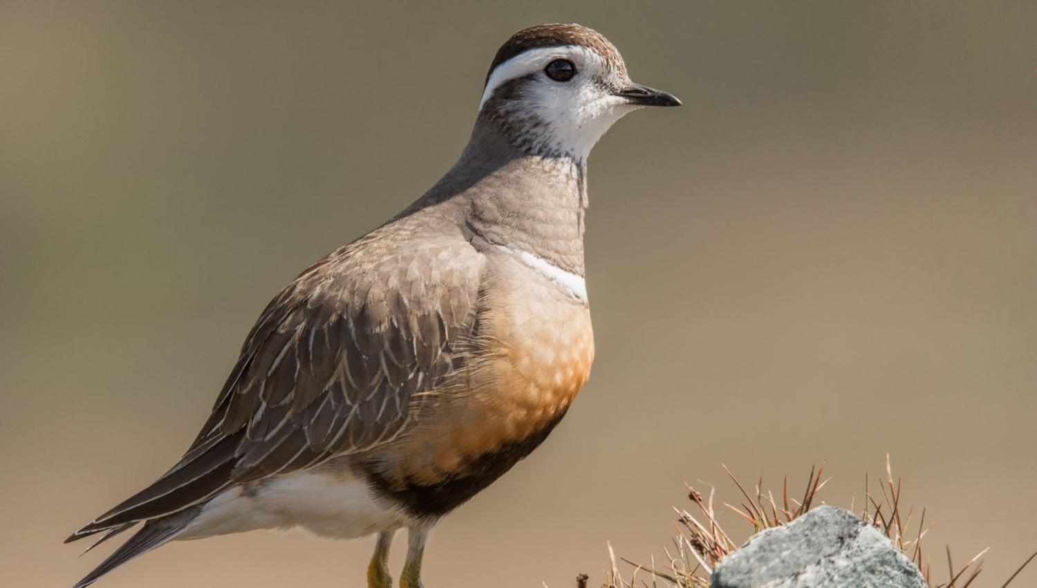 Bird watching with guide