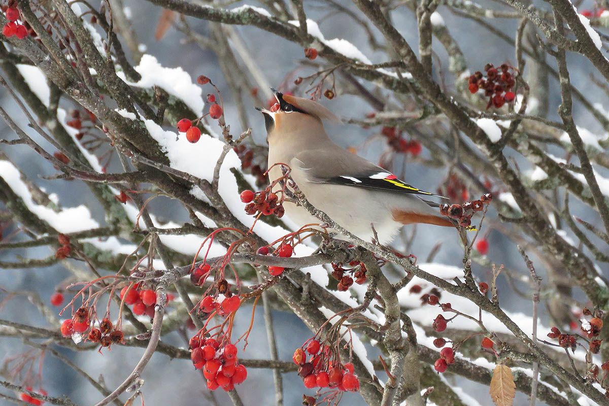 Sidensvans_IMG_4172_web