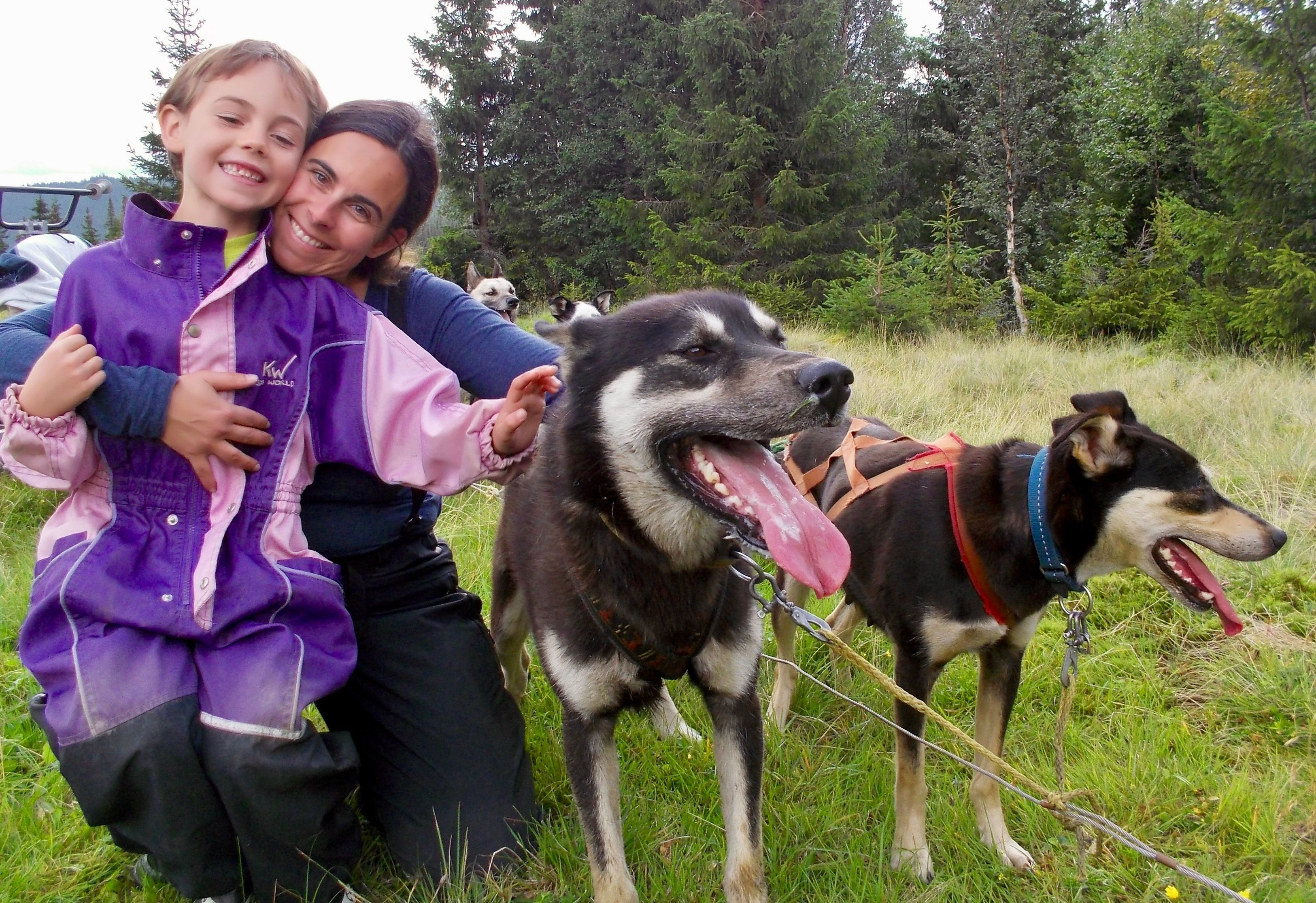 Hundekjøring på hjul ved foten av Jotunheimen