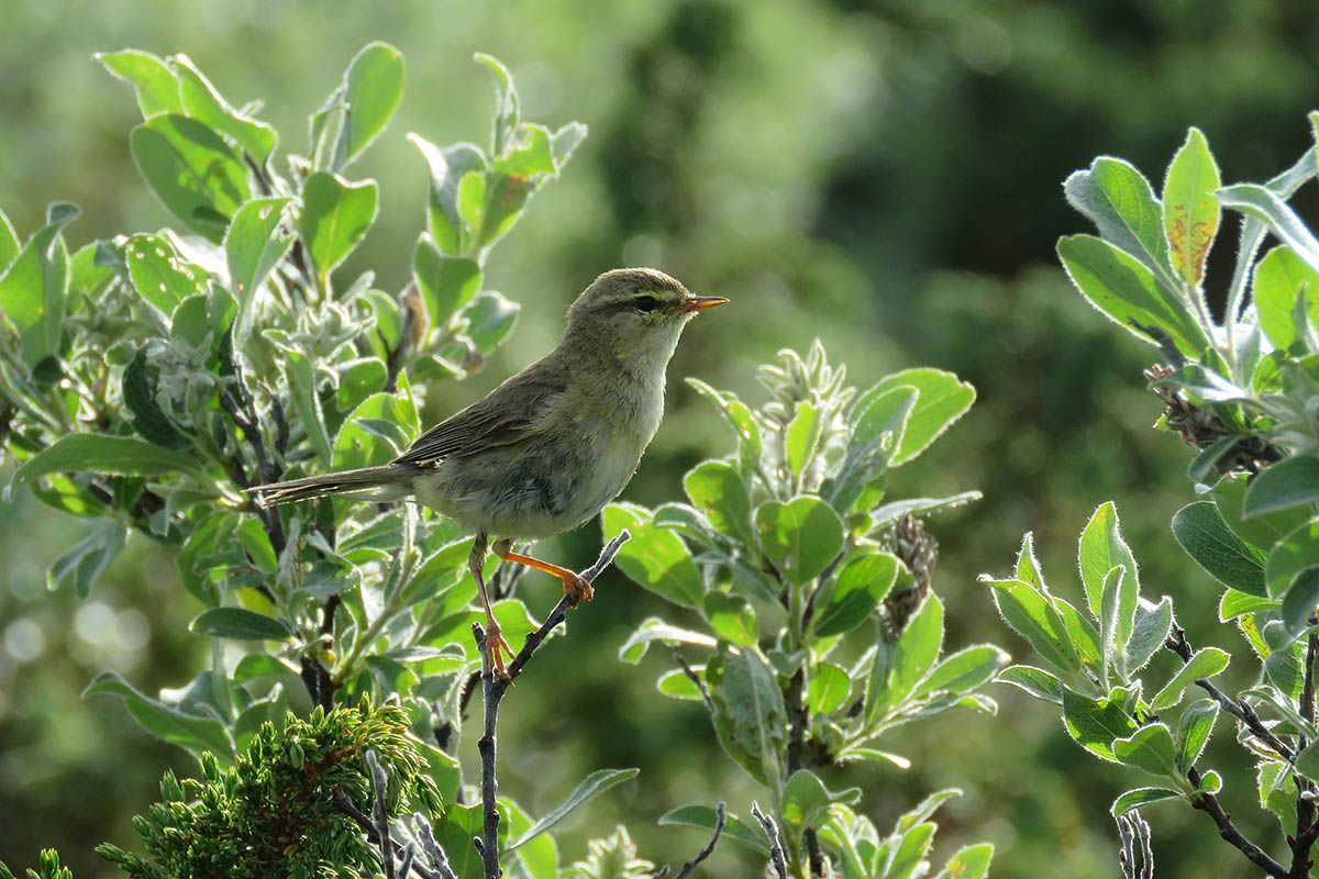 The Willow Warbler (Phylloscopus trochilus) is one of the most common breeding birds in Norway and can be found throughout the whole country, even in 
