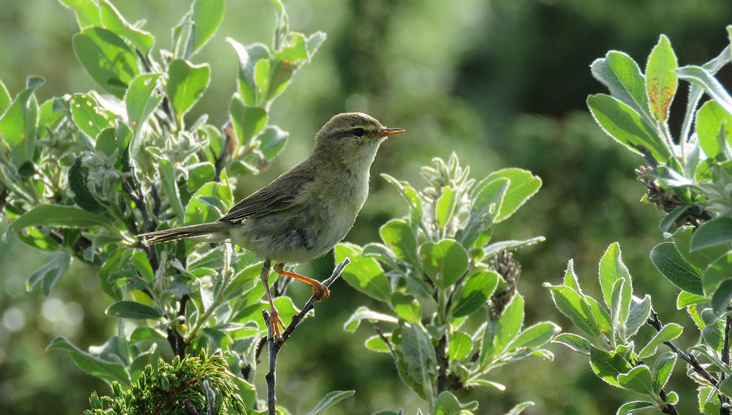 The Willow Warbler (Phylloscopus trochilus) is one of the most common breeding birds in Norway and can be found throughout the whole country, even in