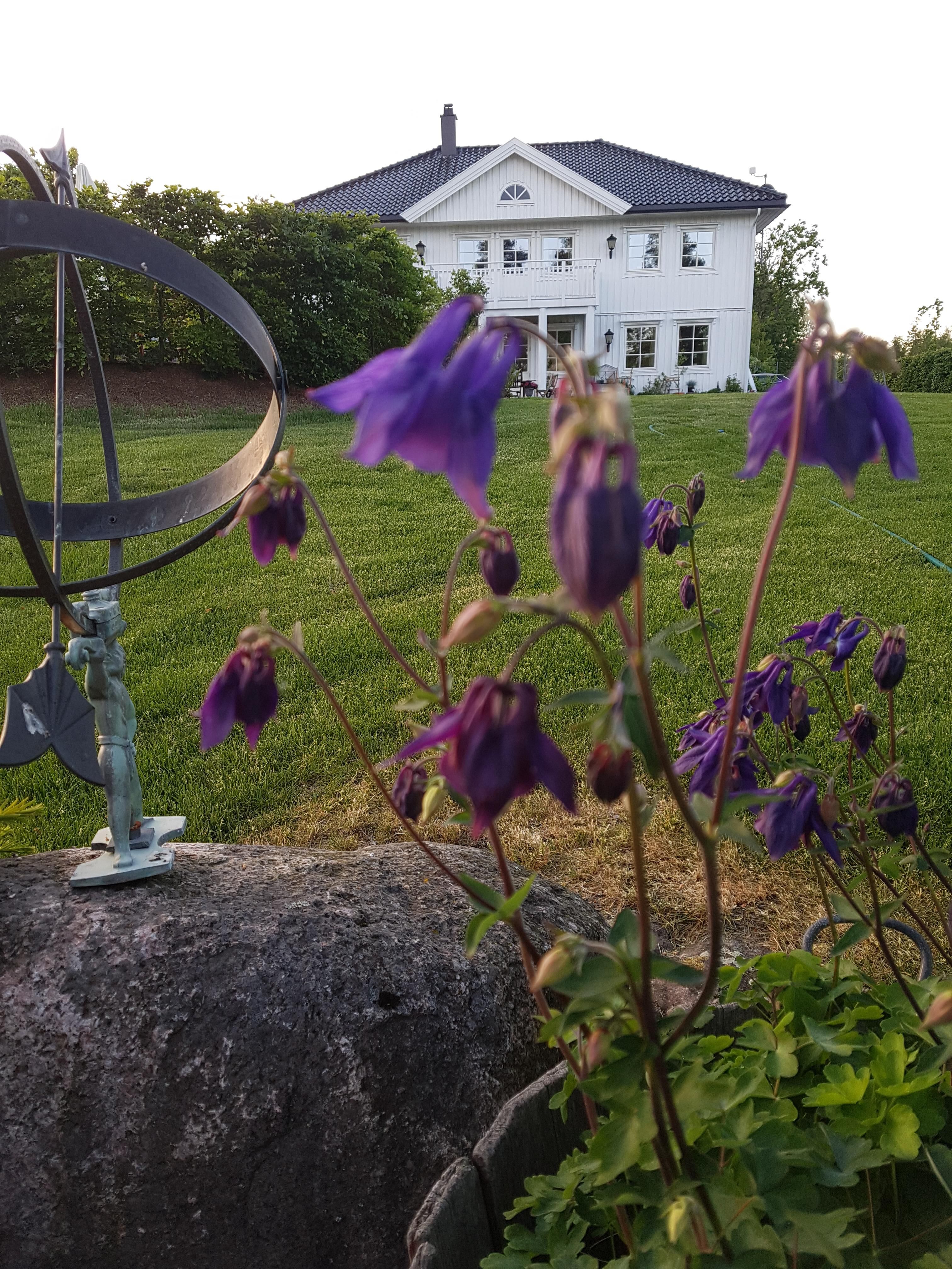 Early summer at Hjortegården. Large bluebells in the bed in front of the large lawn with the house in the background.