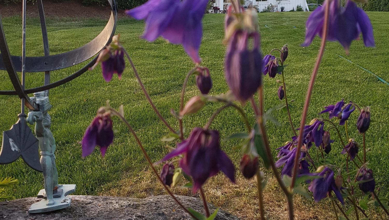 Early summer at Hjortegården. Large bluebells in the bed in front of the large lawn with the house in the background.