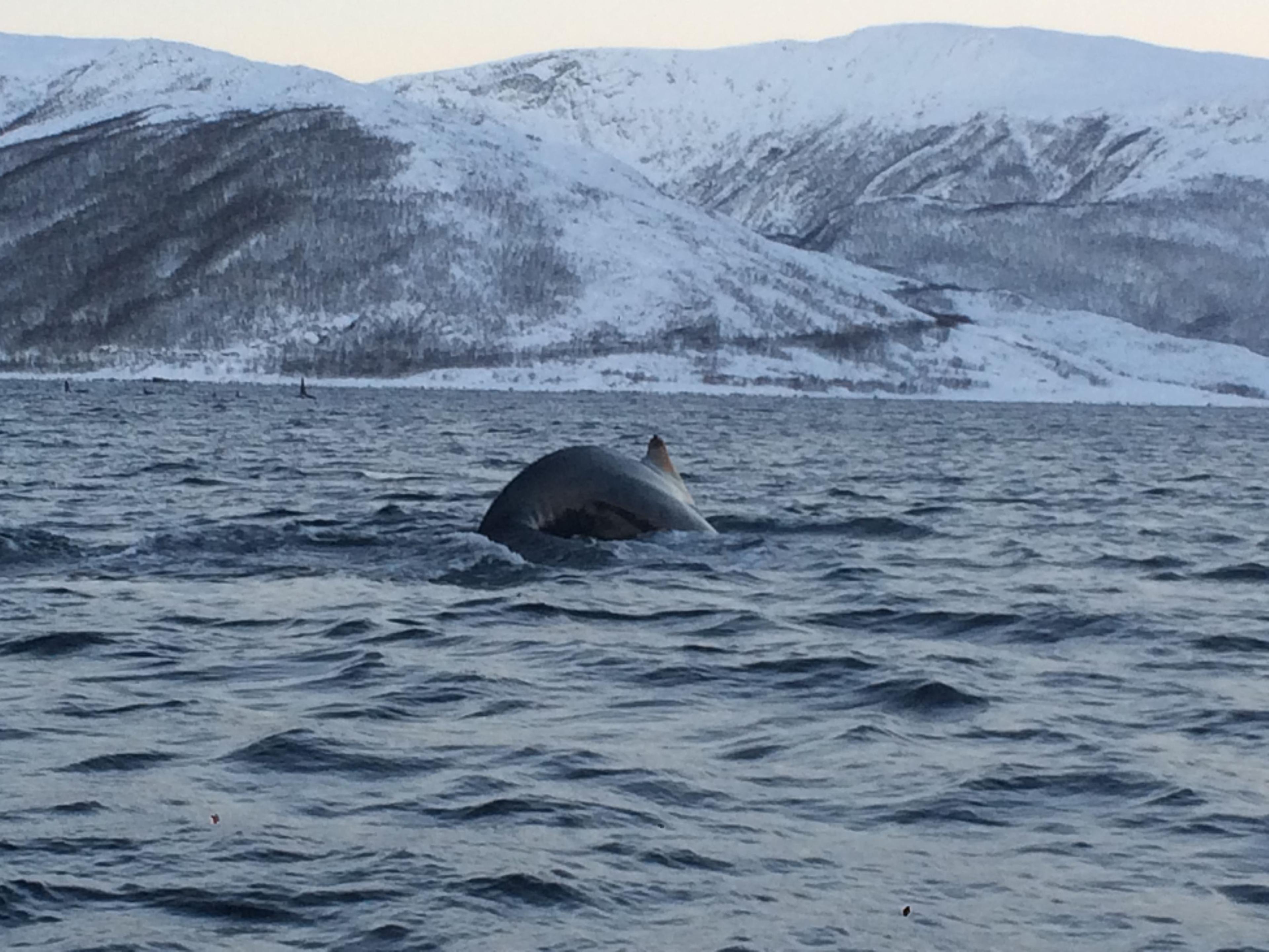 Whale and nature safari winter