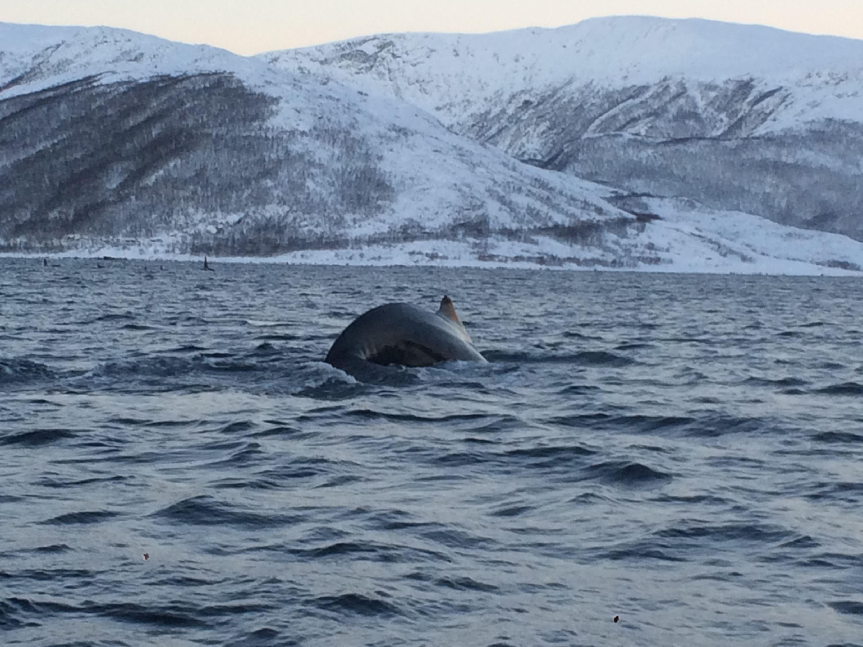 Whale and nature safari winter