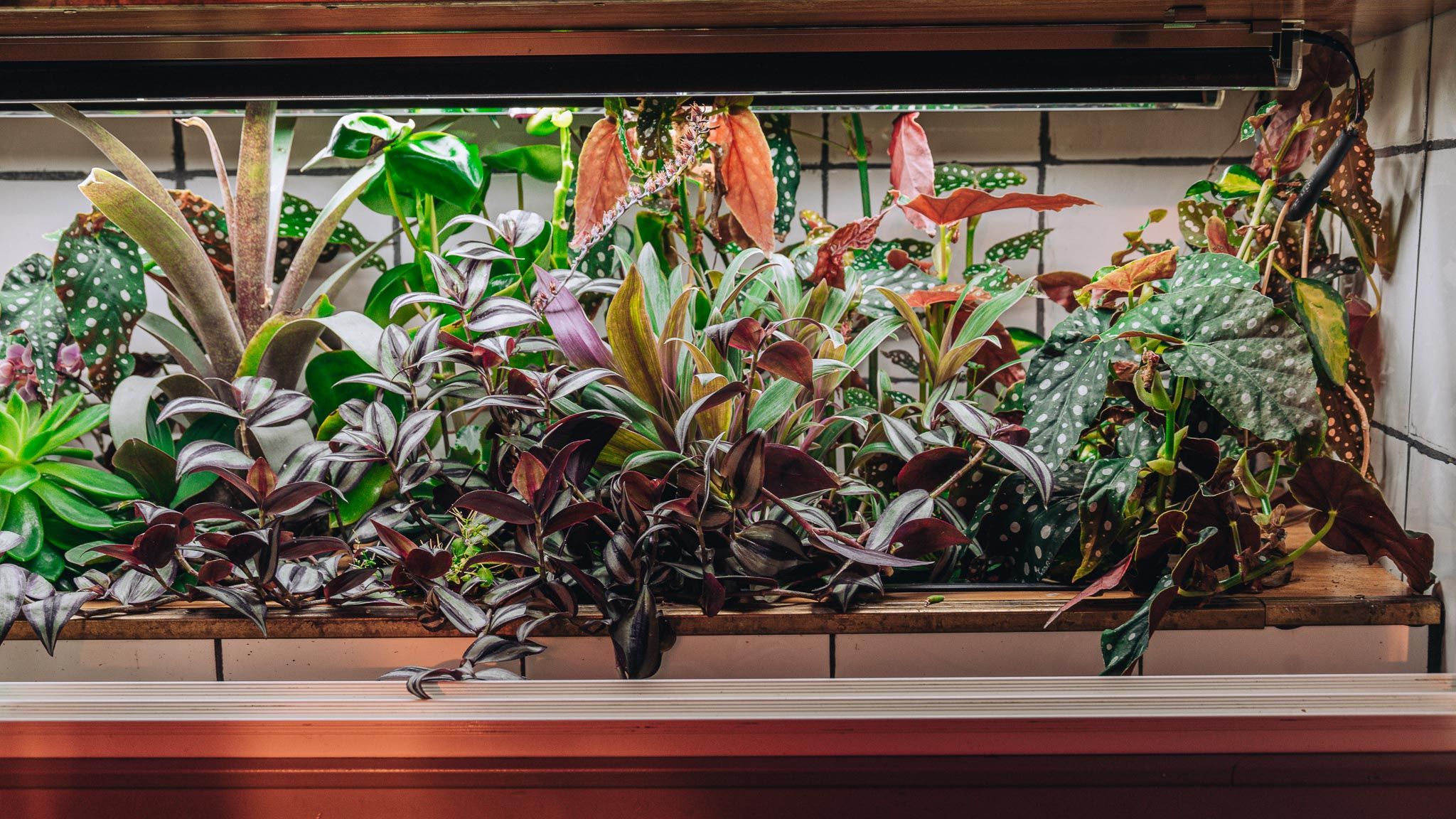 Indoor vertical garden mounted on a tiled wall.