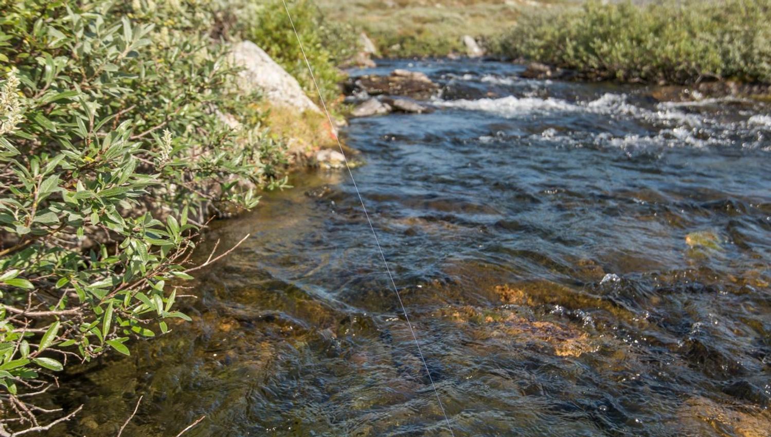Fisketur med personlig guide