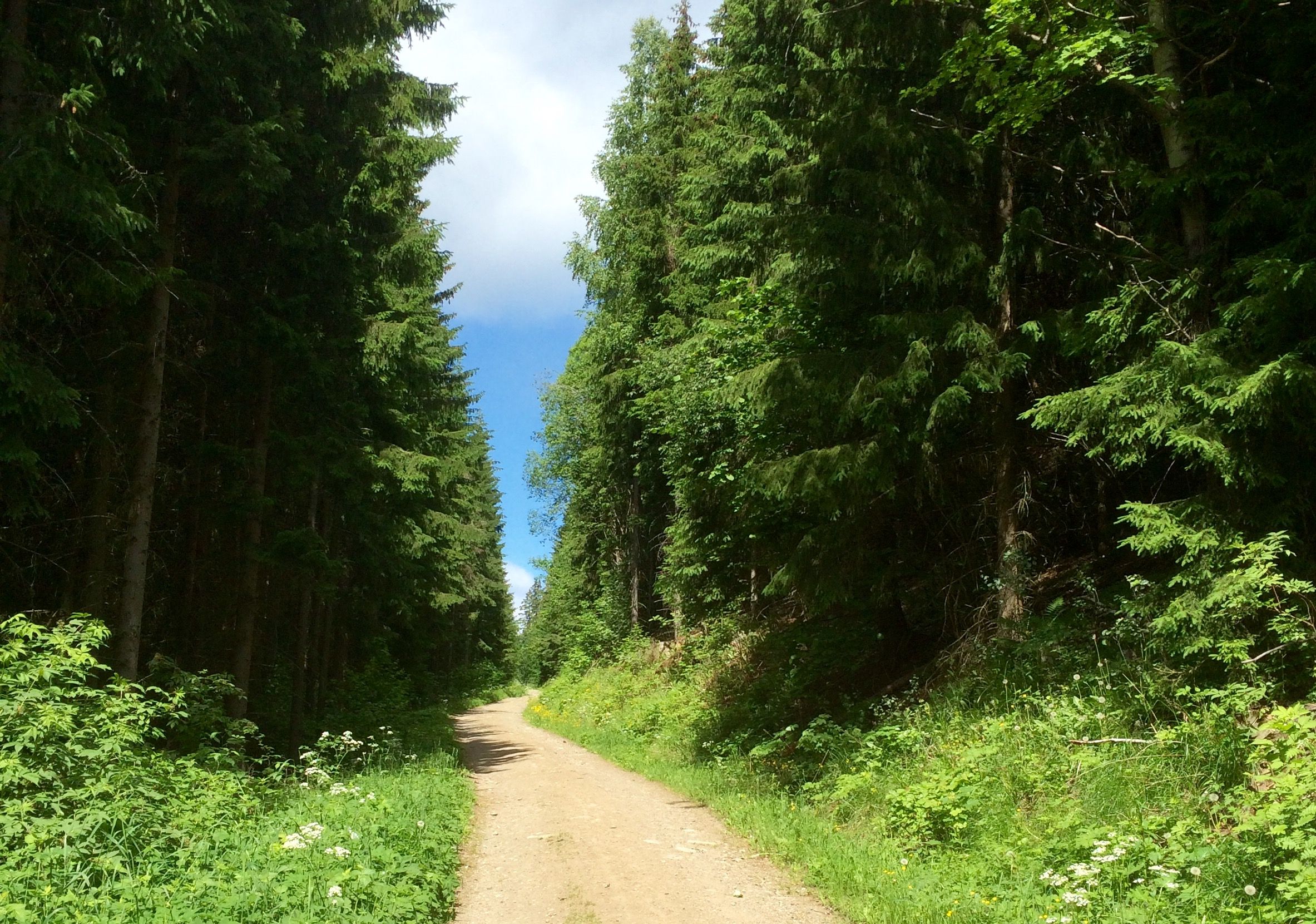 Brandbukampen traktorveg