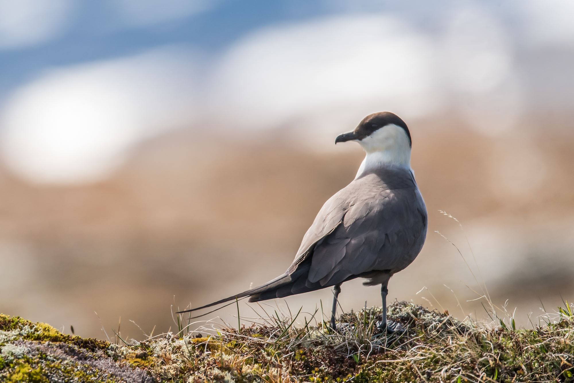 Bird watching with guide