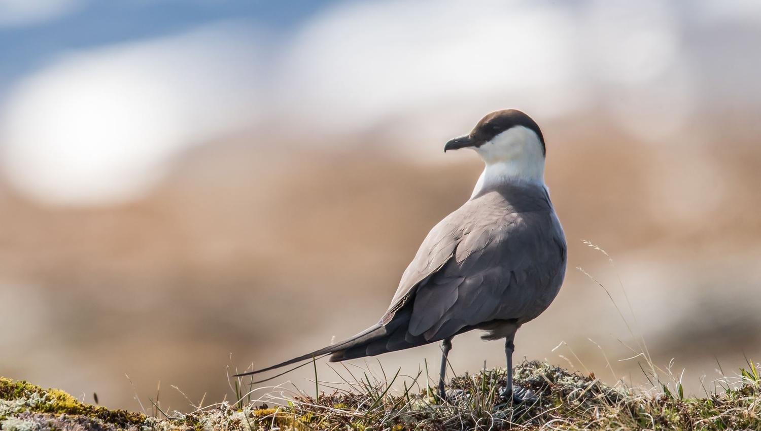 Bird watching with guide