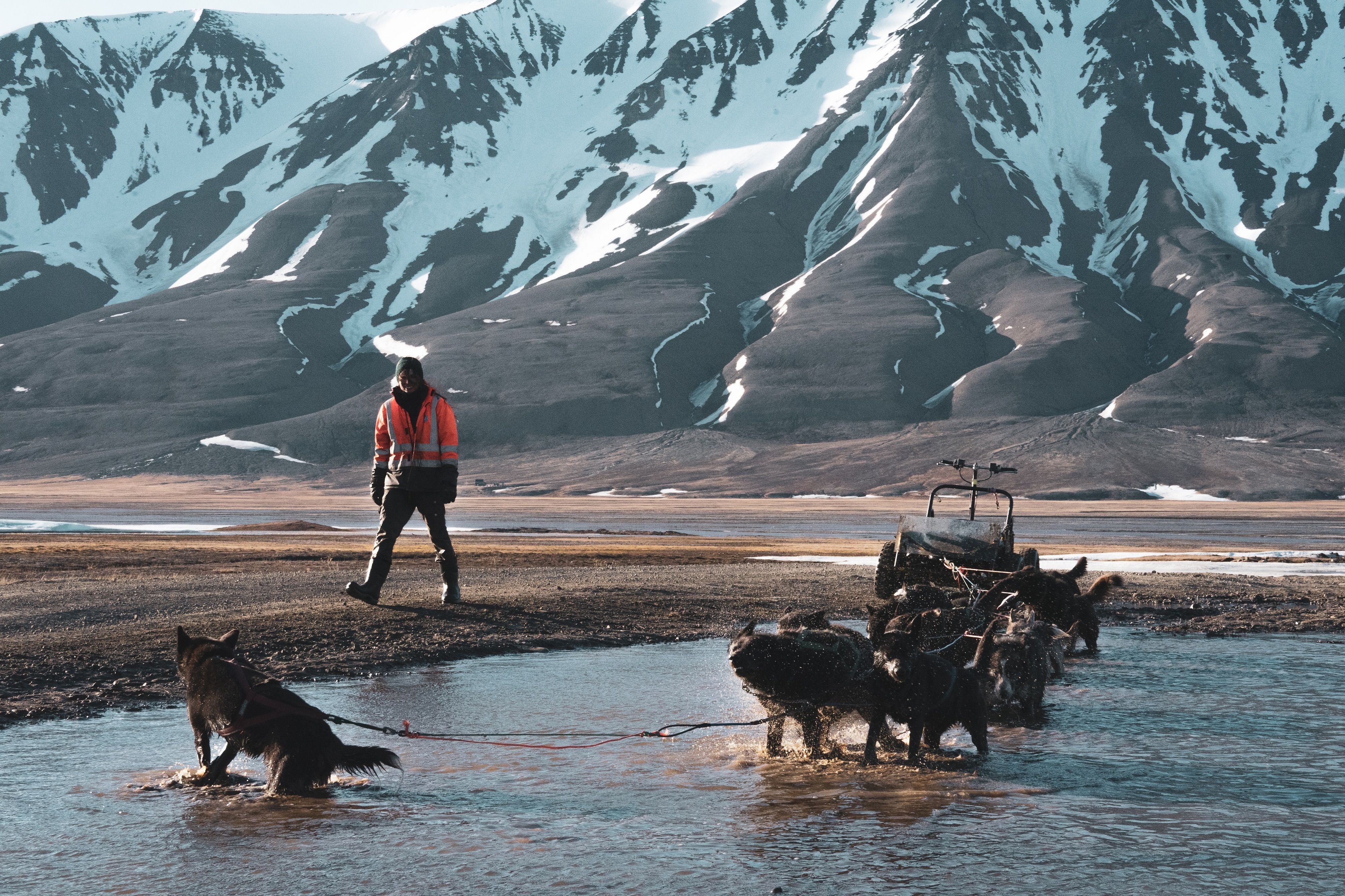 Dogs cooling down in a puddle of water