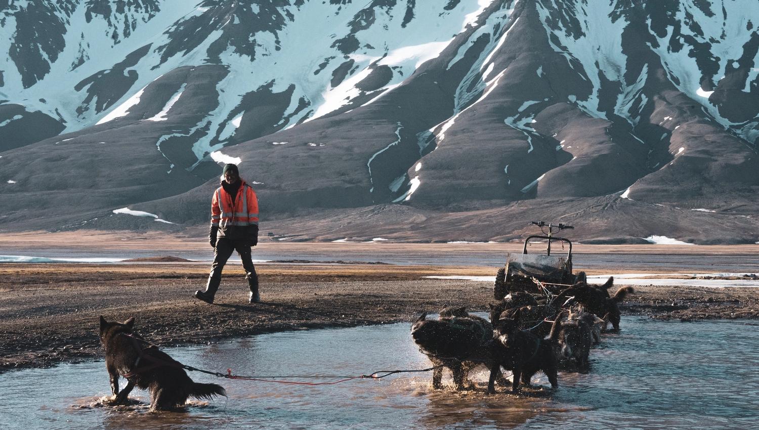 Dogs cooling down in a puddle of water