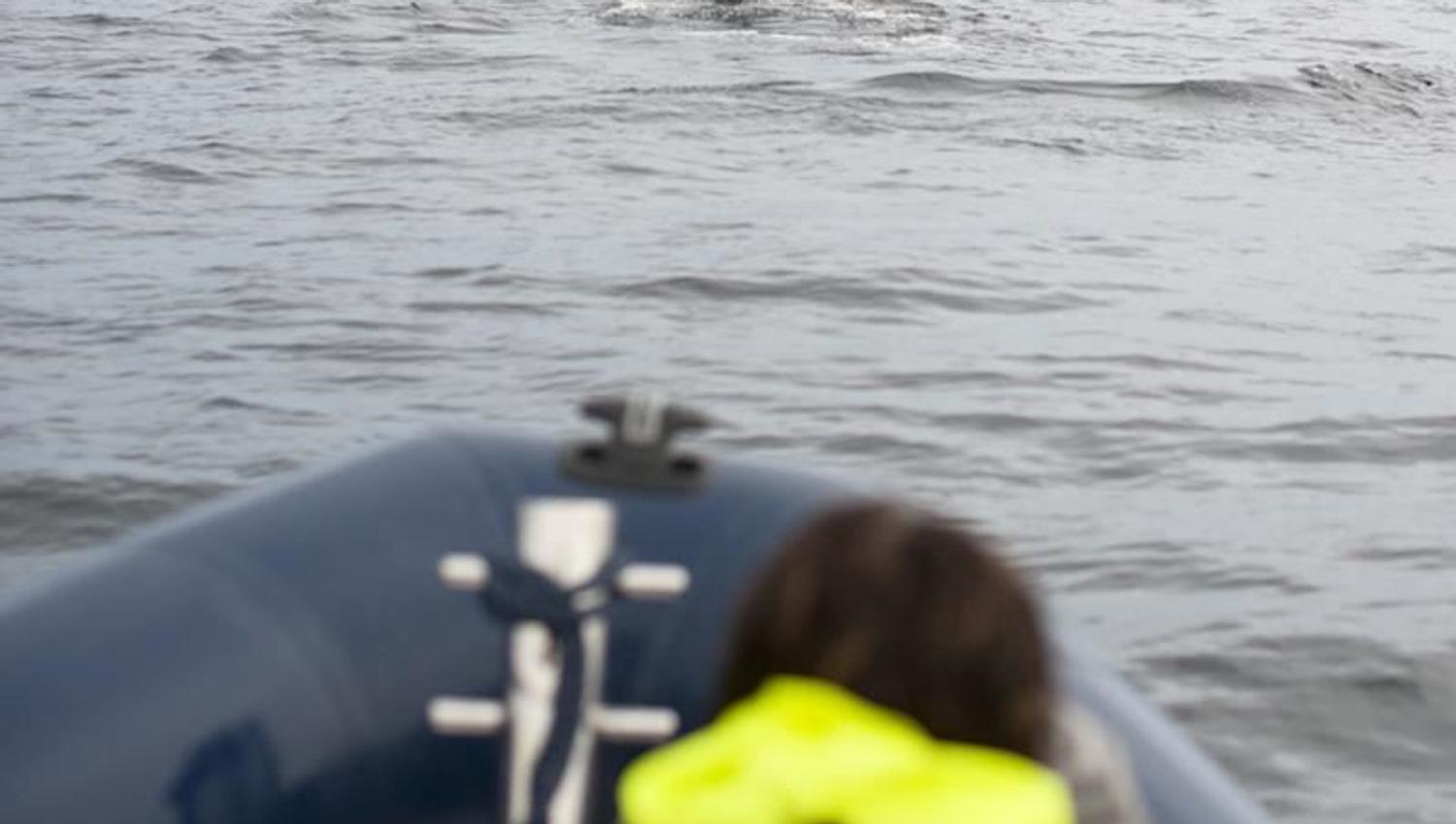 Whale2Sea