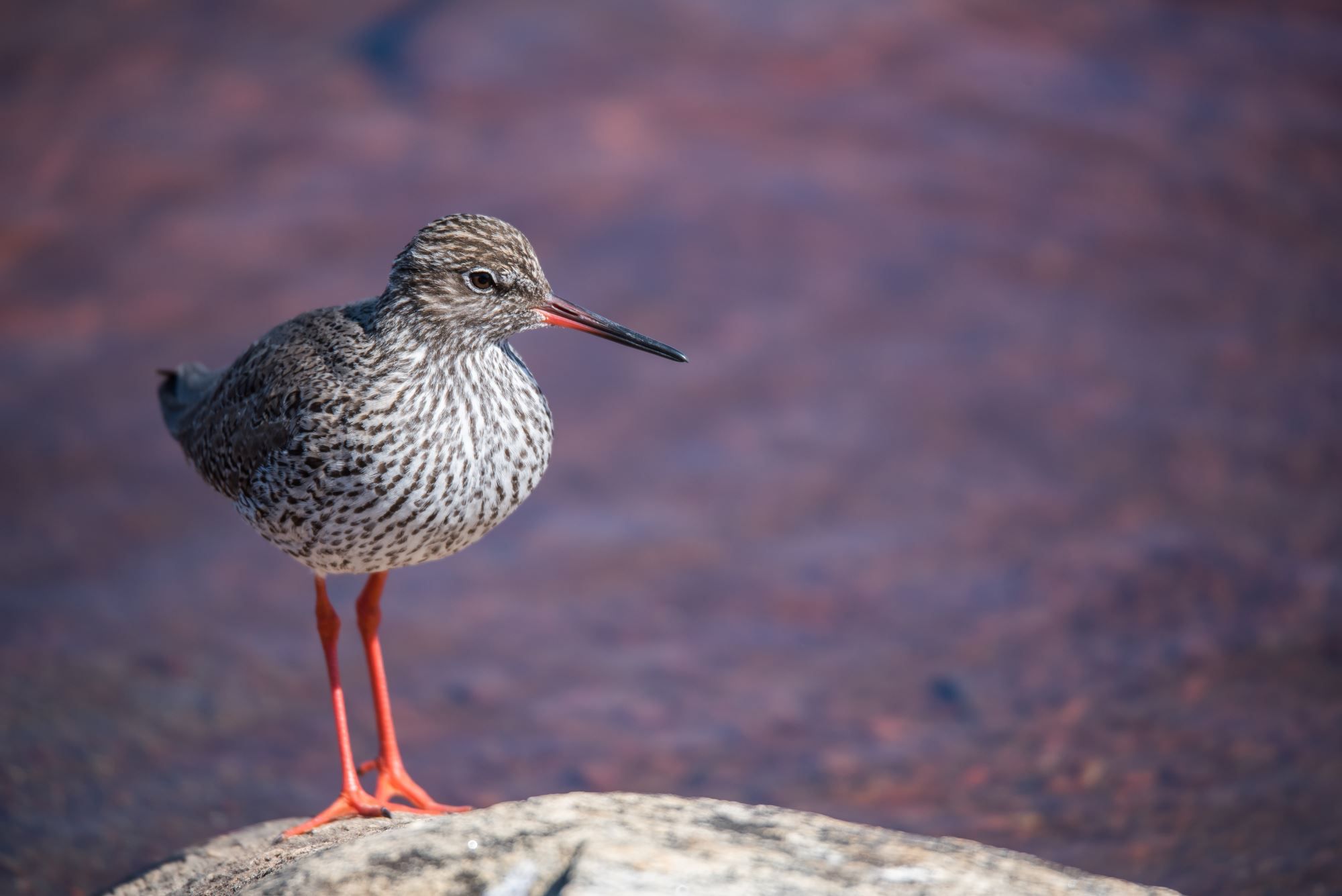Bird watching with guide