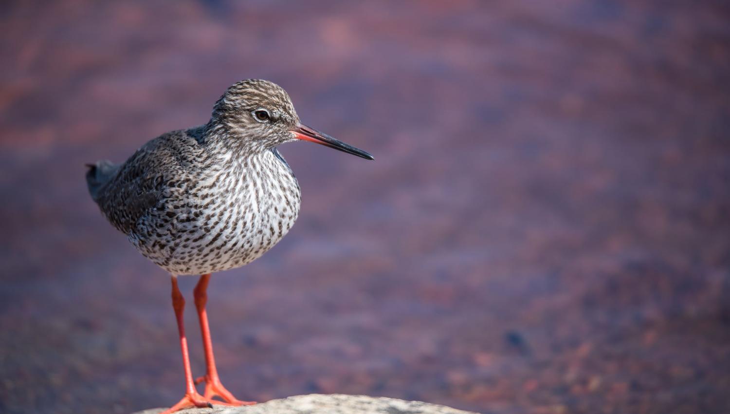 Bird watching with guide