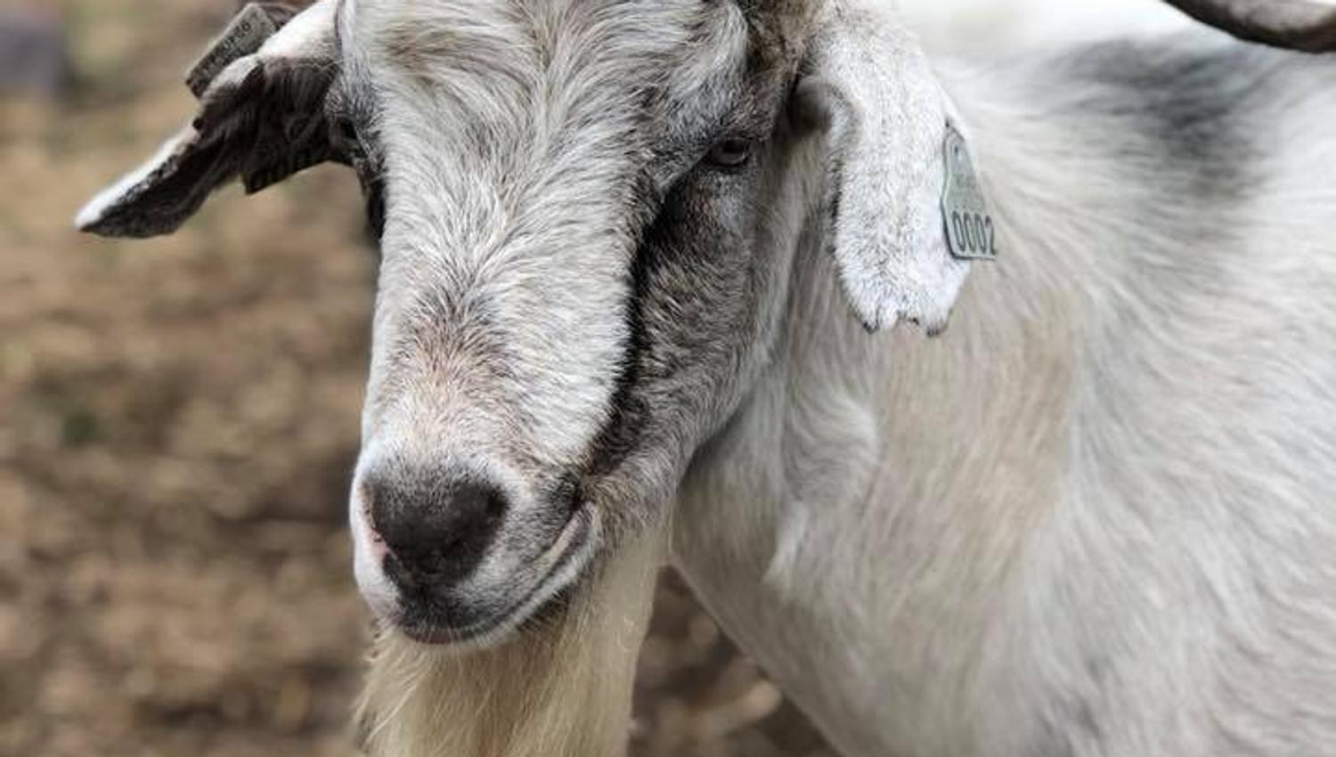 A goat