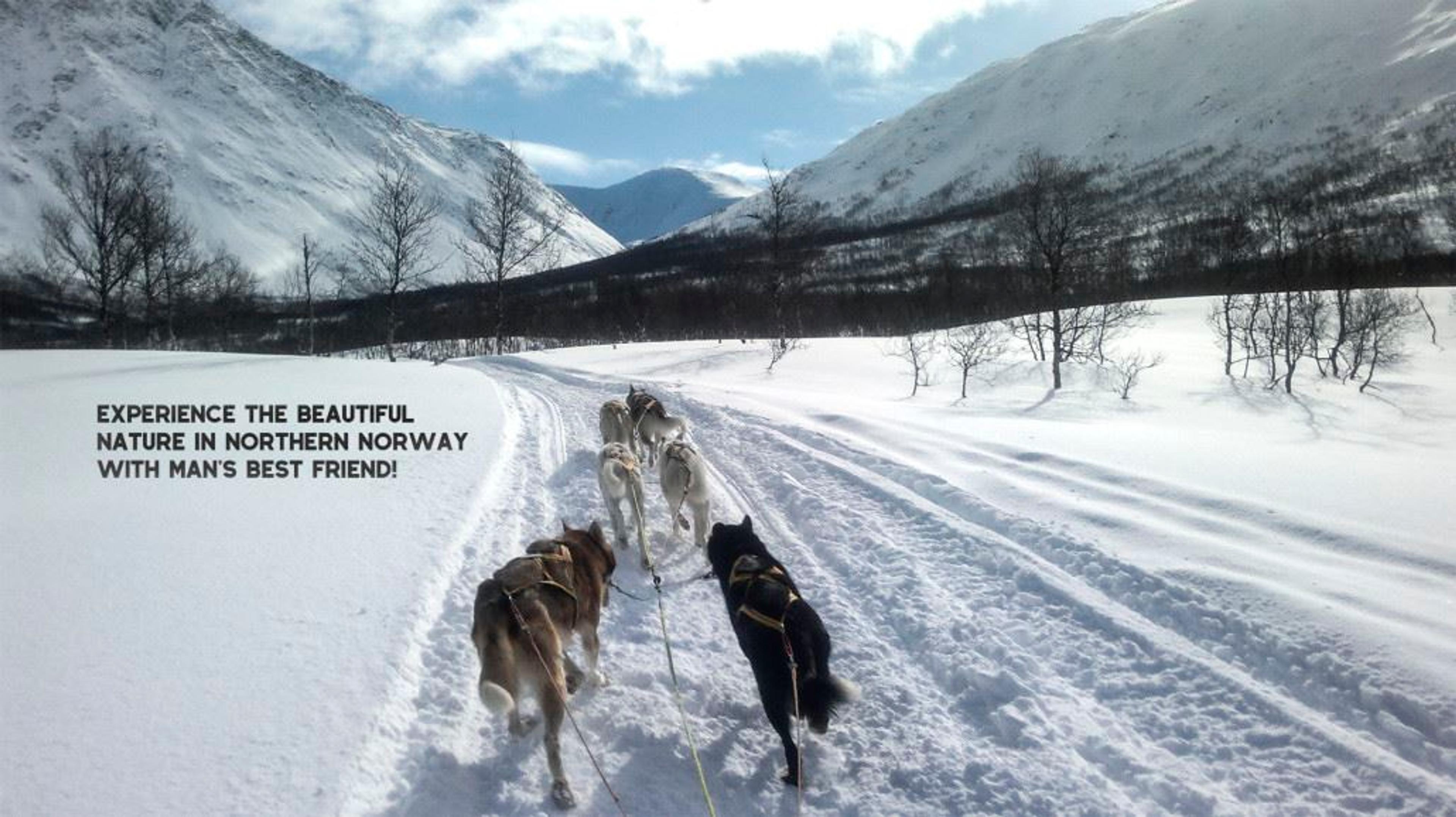 Hundekjører for en dag