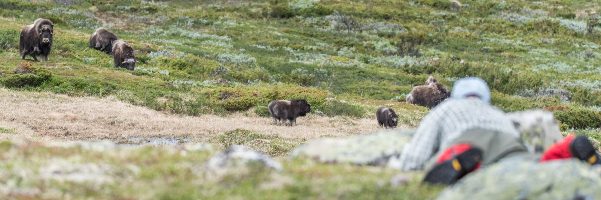 Moskussafari med personlig guide