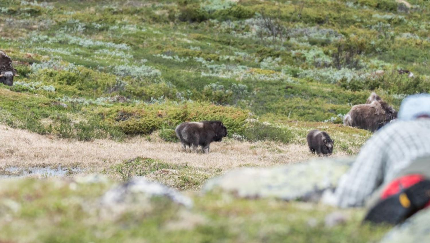 Moskussafari med personlig guide
