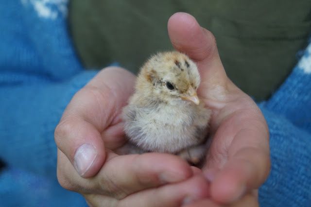 A small chicken sitting in two hands