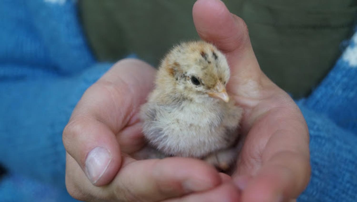 A small chicken sitting in two hands
