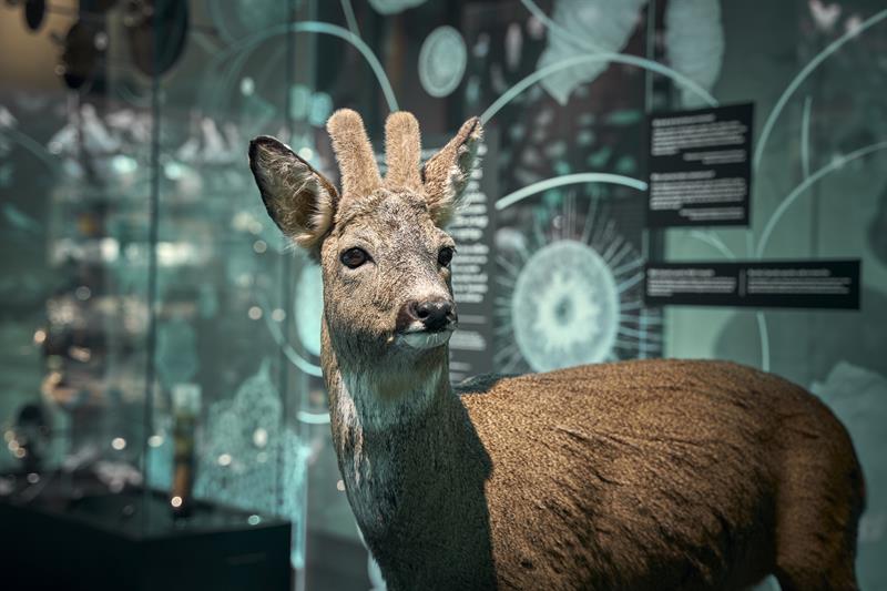 Universitetsmuseet i Bergen