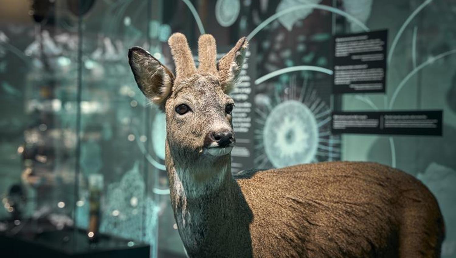 Universitetsmuseet i Bergen