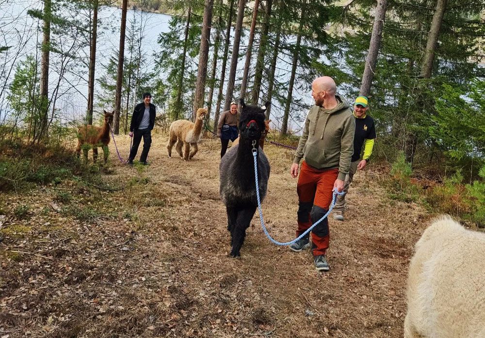 gruppe på Alpakkavandring med Svenseid Alpakka