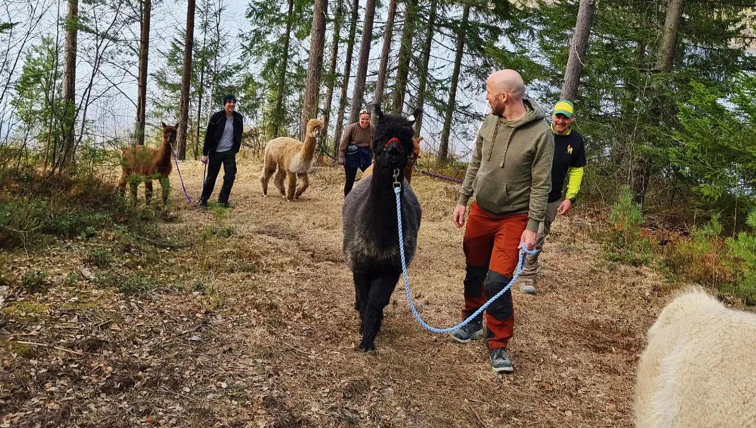 gruppe på Alpakkavandring med Svenseid Alpakka