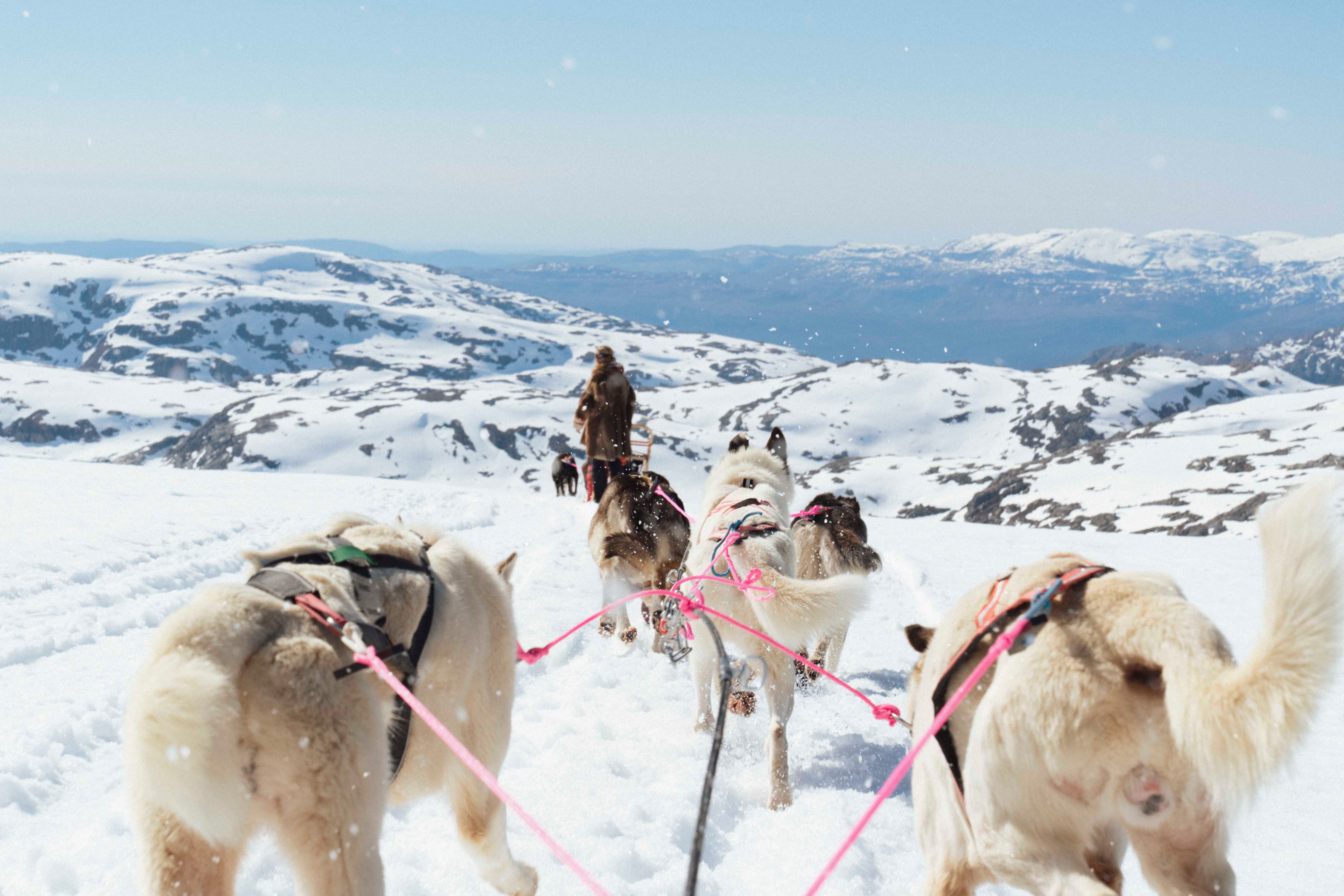 Utsikt fra sleden på et hundespann som løper gjennom snøen på folgefonna med snødekte fjell og hardangerfjorden i bakgrunnen