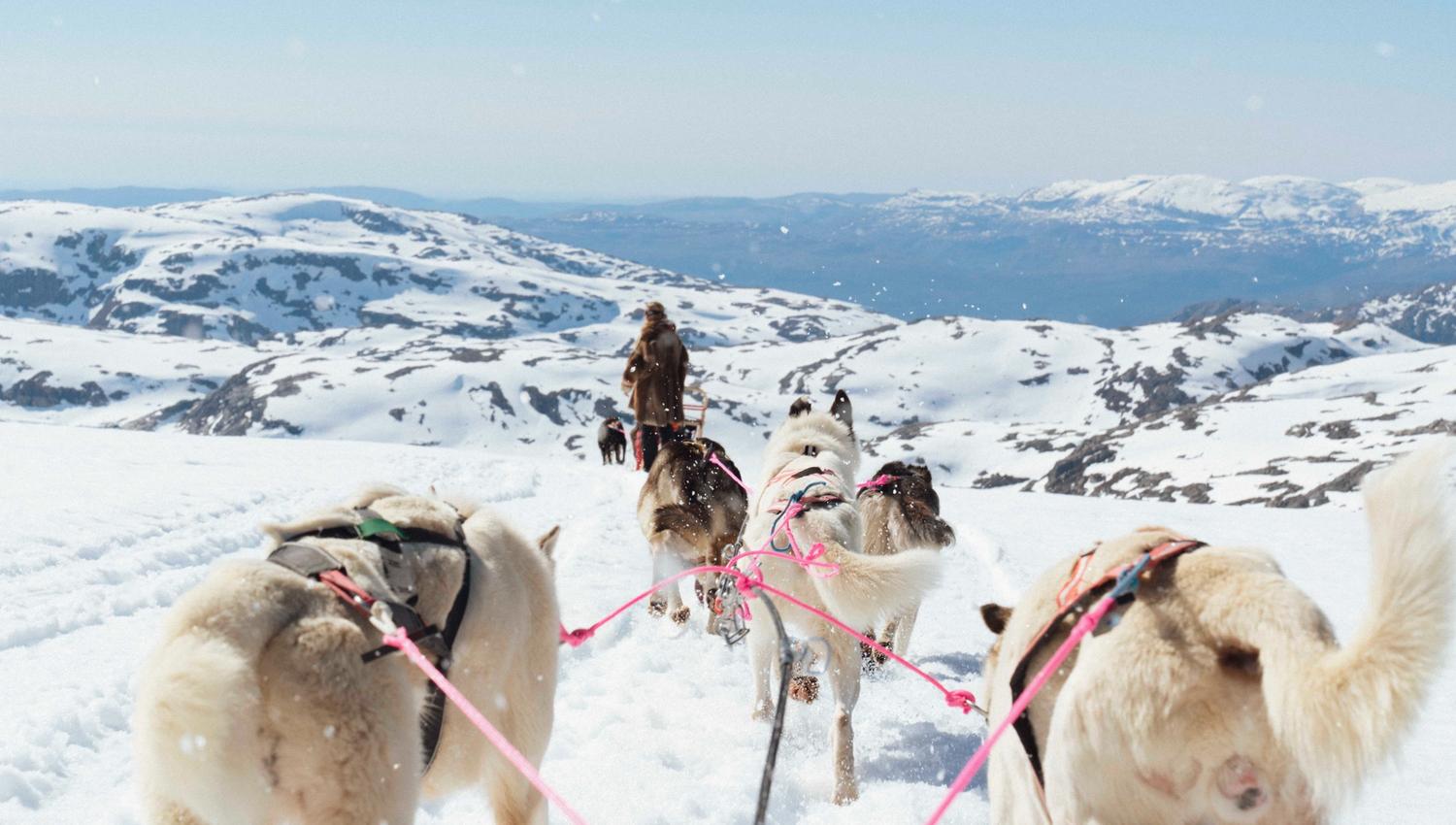 Utsikt fra sleden på et hundespann som løper gjennom snøen på folgefonna med snødekte fjell og hardangerfjorden i bakgrunnen