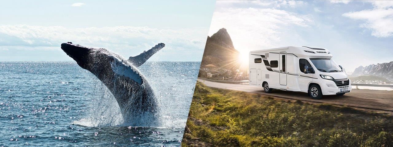Whale breaching from the sea and motorhome driving through mountain landscape.