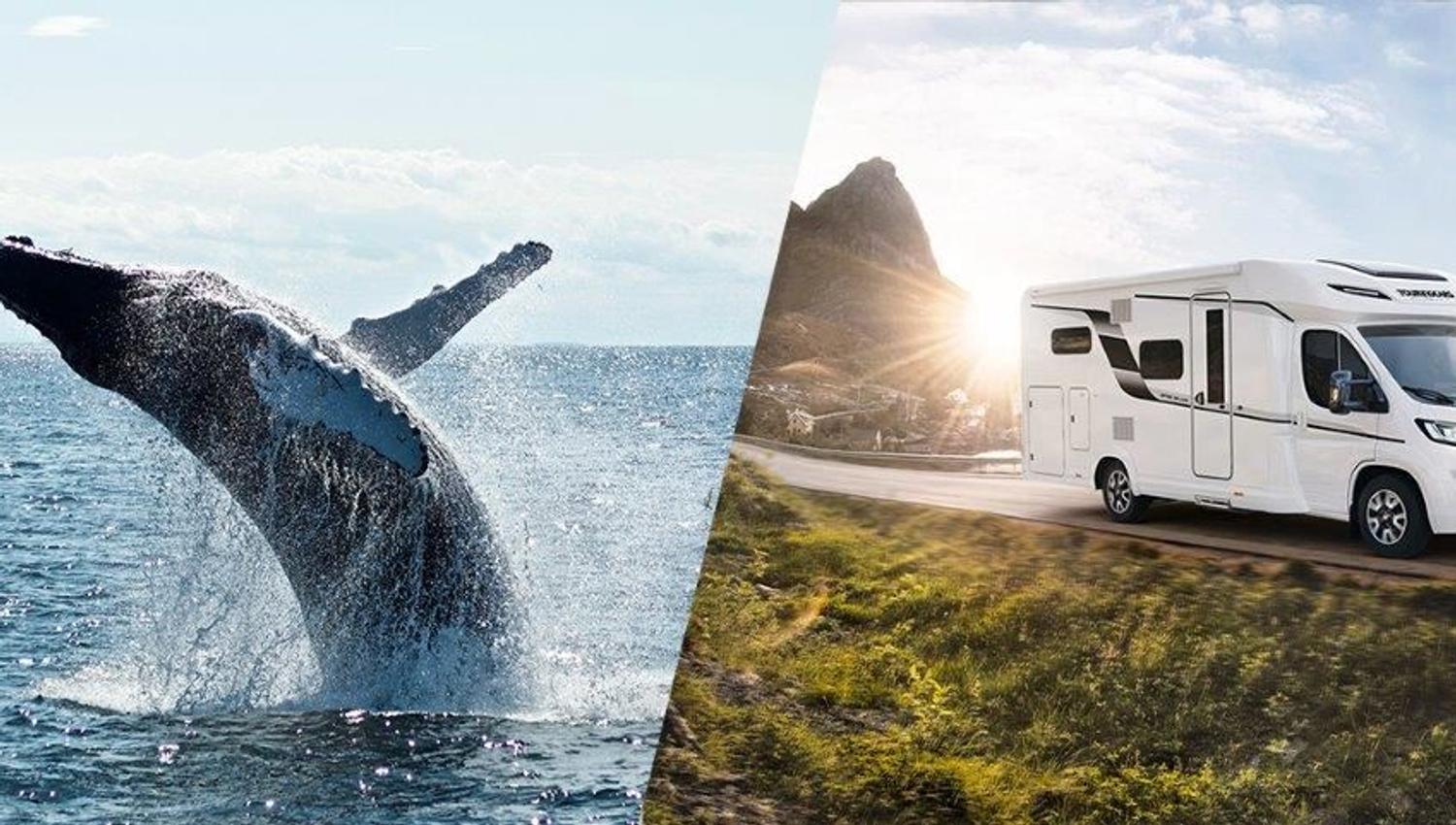 Whale breaching from the sea and motorhome driving through mountain landscape.