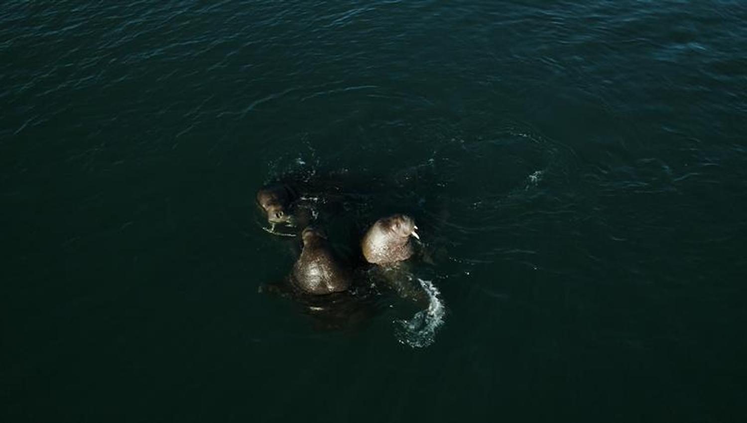 Tre hvalrosser i fjorden