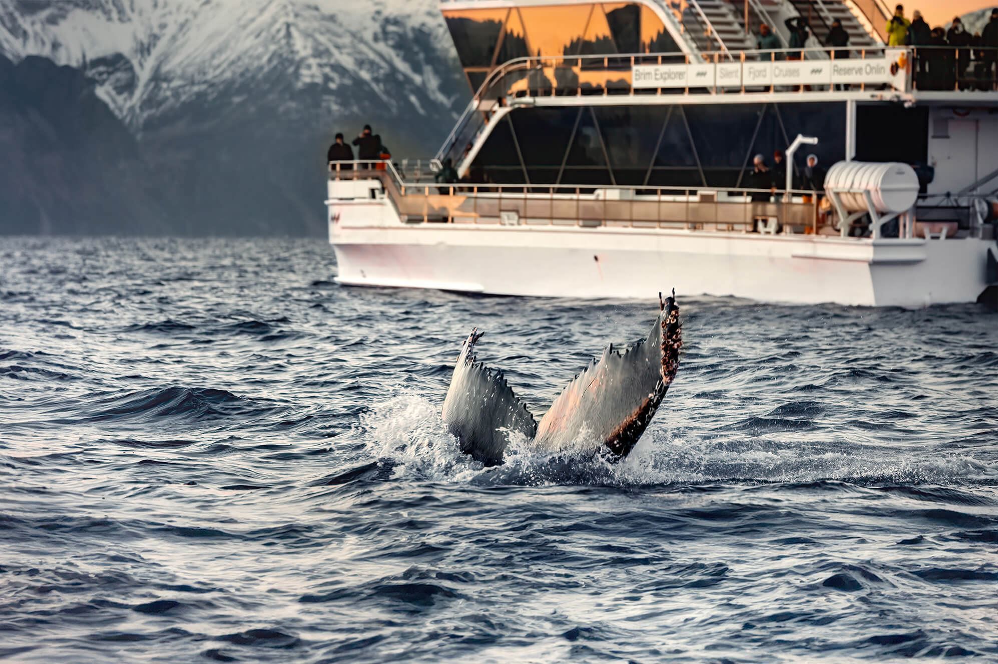 A whale diving in front of Brim Explorer
