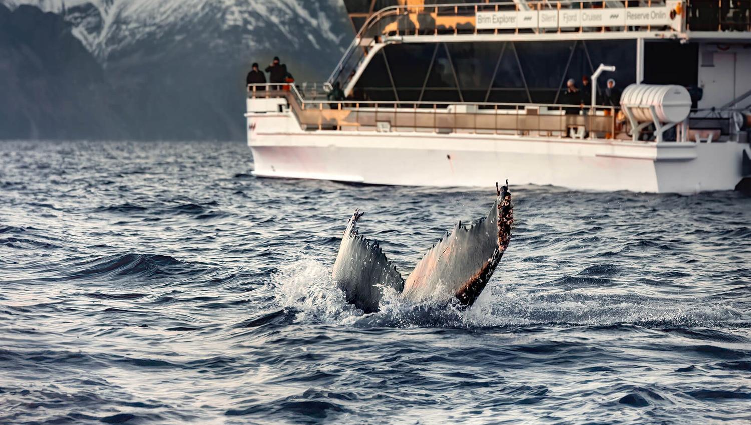 A whale diving in front of Brim Explorer