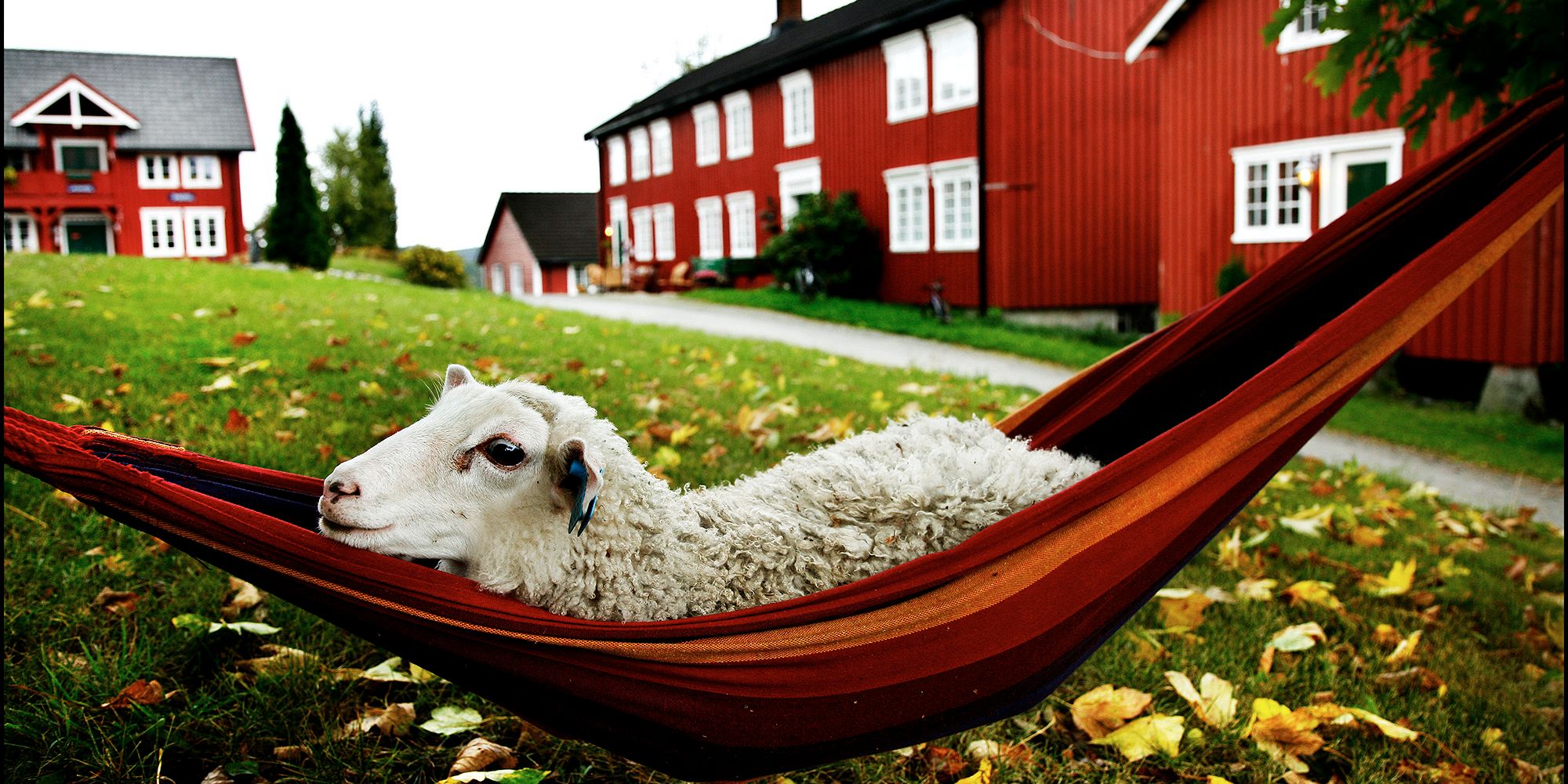 Berg Gård and Inderøy Gårdsbrenneri - sheep in a hammock - foto Magnar Kirkenes