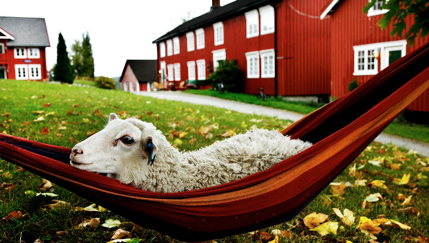 Berg Gård and Inderøy Gårdsbrenneri - sheep in a hammock - foto Magnar Kirkenes