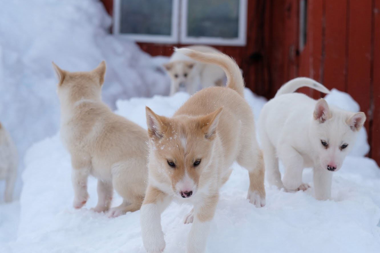 Husky valper