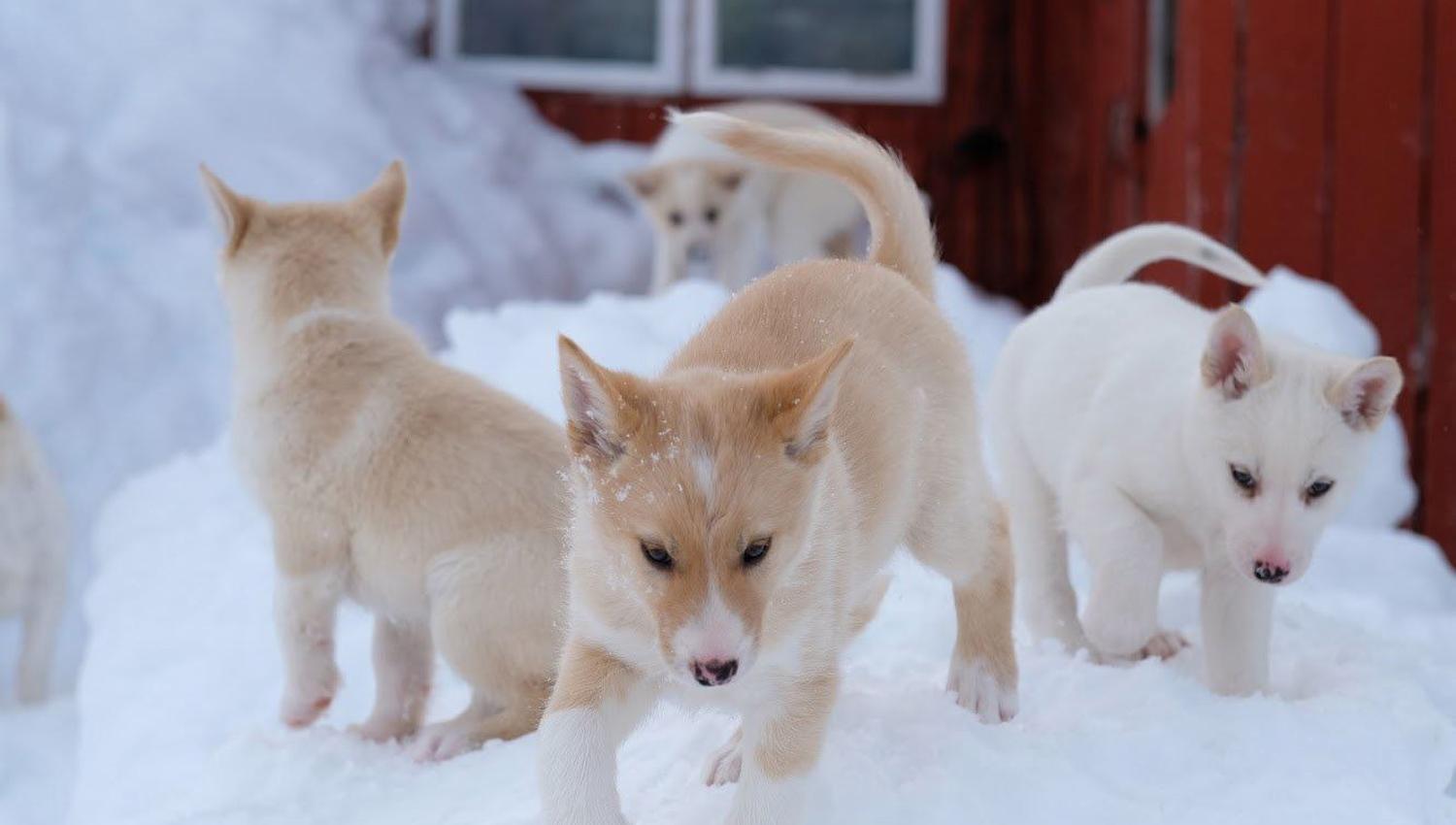 Husky valper