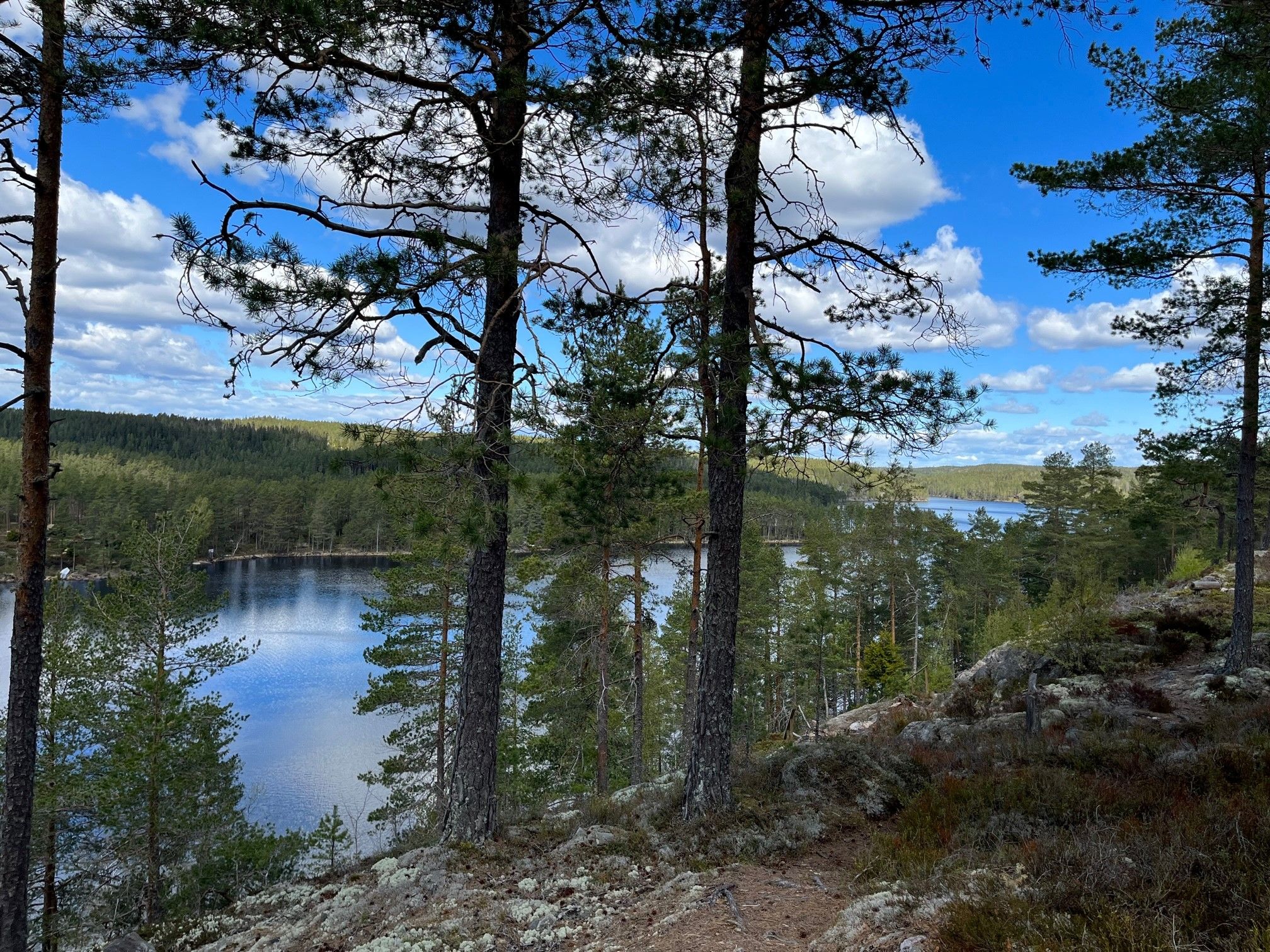 skog