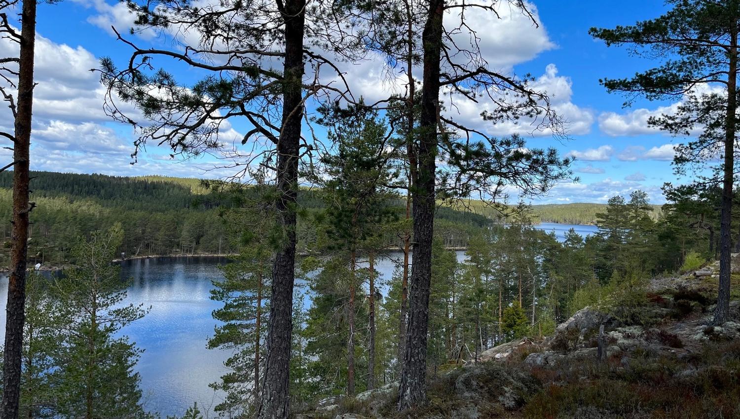 skog