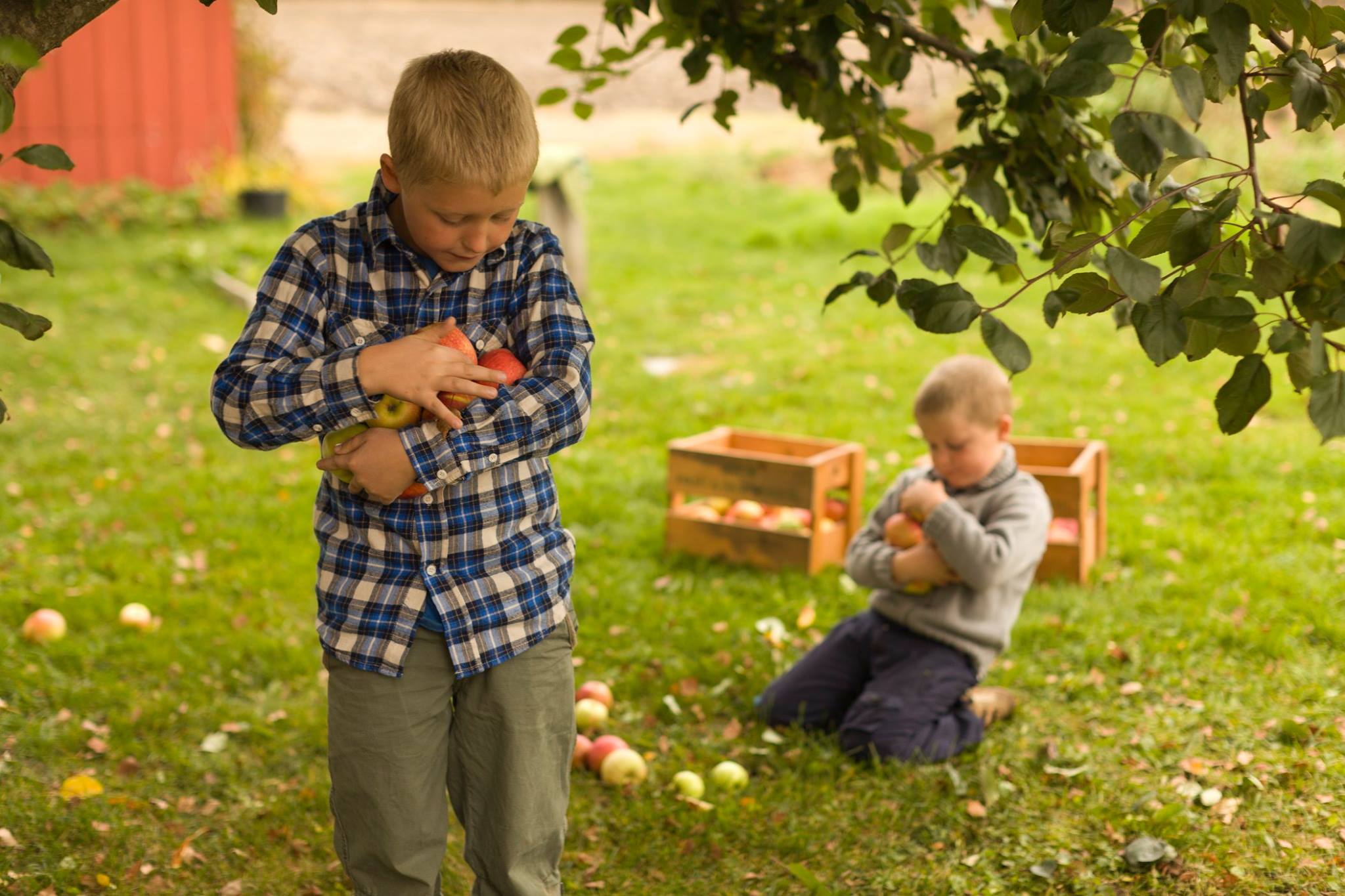 To gutter plukker epler i en hage. Den ene står og holder flere epler tett inntil seg, mens den andre sitter på gresset og legger epler i en kasse. Rundt dem ligger modne epler og grønne blader.